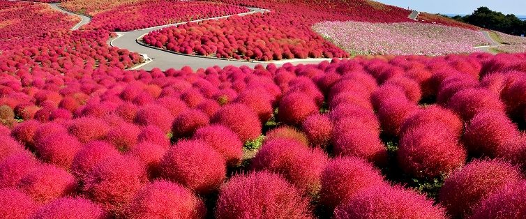 Hitachi Seaside Park, Japan