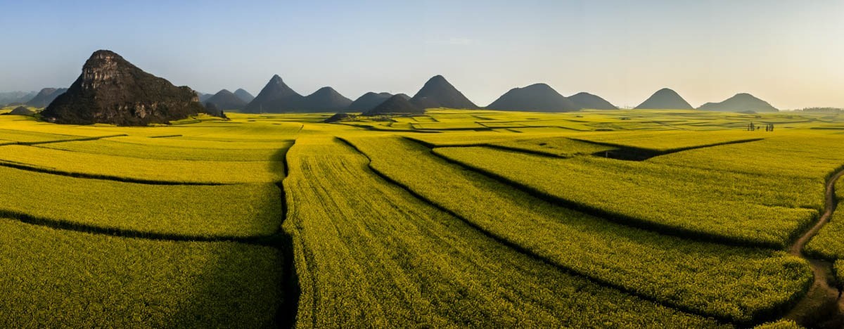 Canola Flower Fields, China