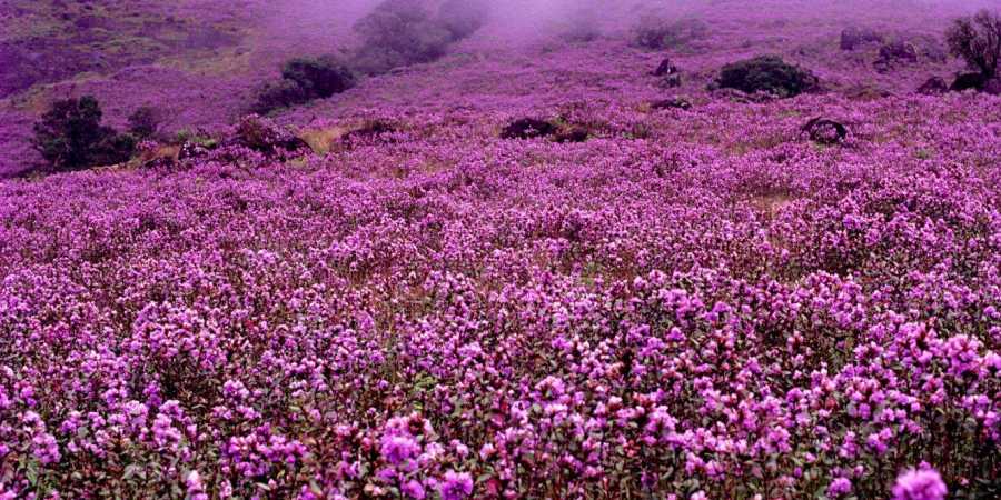 Neelakurinji