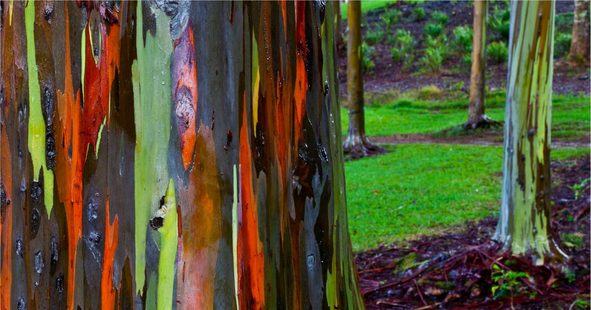 Rainbow Eucalyptus Groves, Philippines