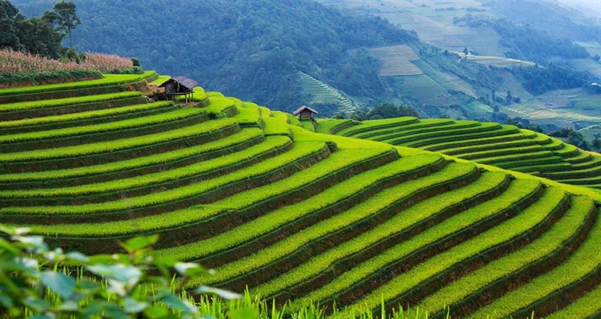 Rice Terrace Fields in Mu Cang Chai, Vietnam