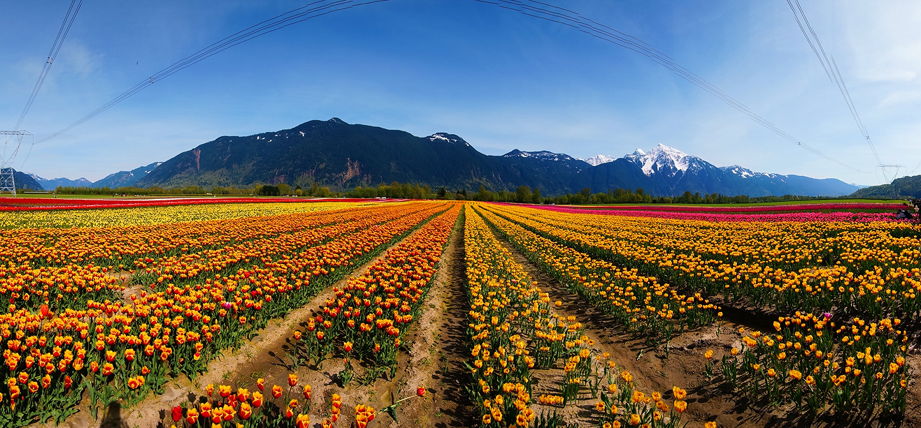 Agassiz Tulip Festival, British Columbia, Canada