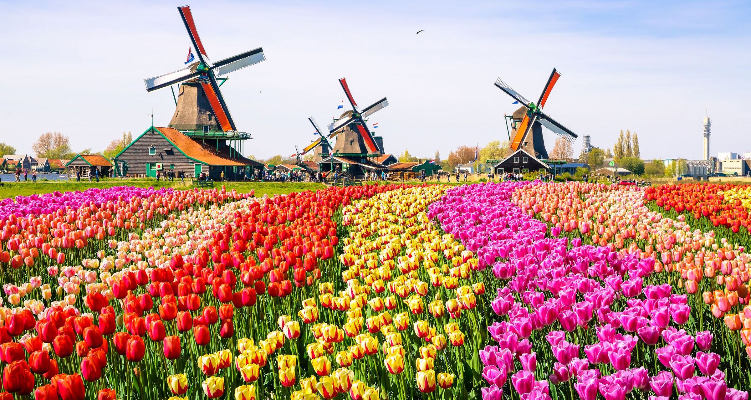 Flower fields, Netherlands