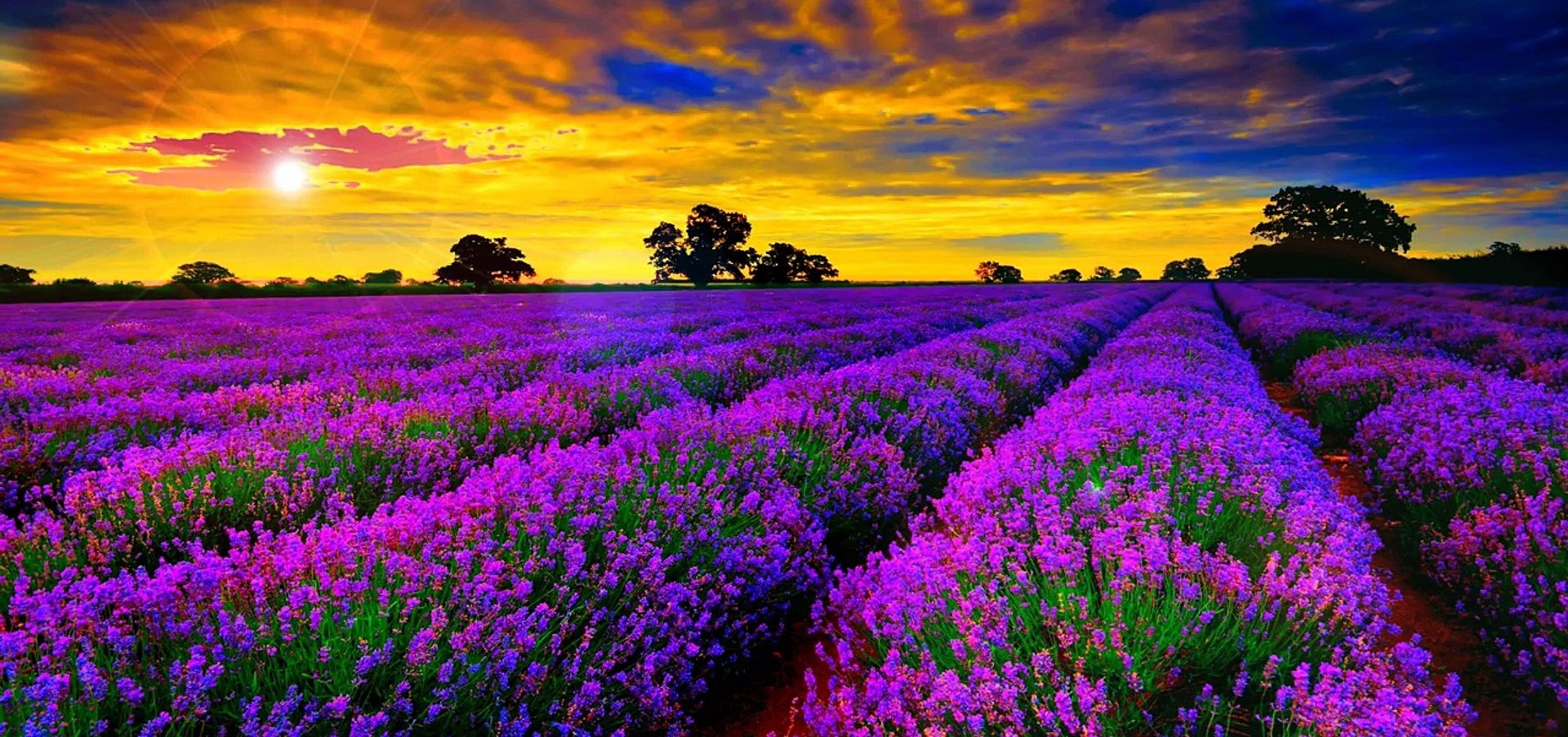 Lavender fields, France