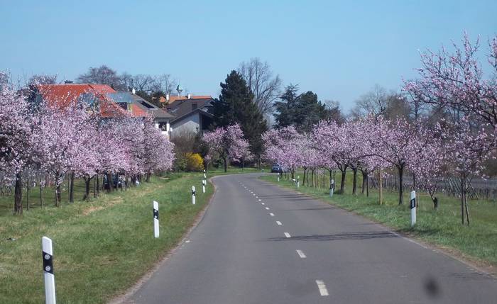 Gimmeldingen, Rhineland-Palatinate