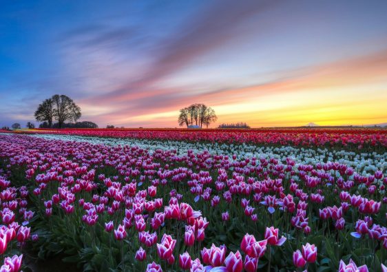 I Bet You Never Knew About These 11 Spectacular Flowers Fields In The World