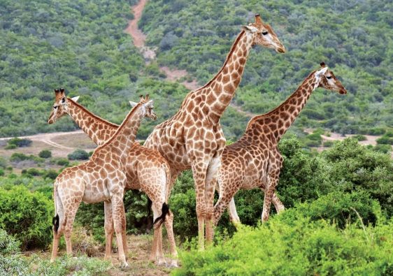 African Countries With Their Tourism Taglines