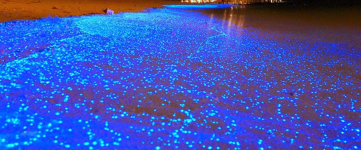 Bioluminescent beach Maldives