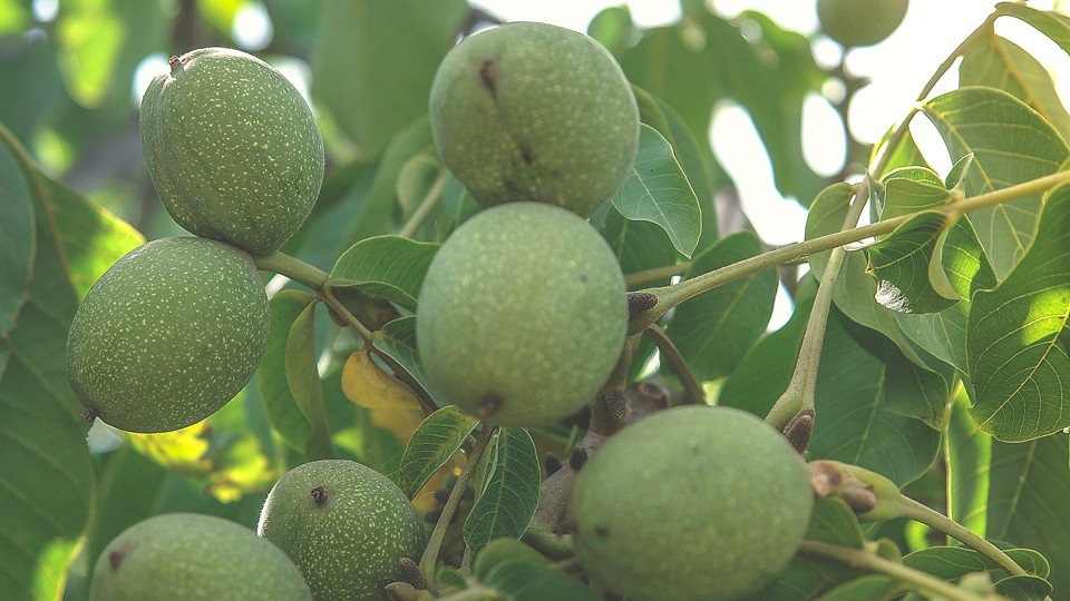 Arslanbob Walnut Forests