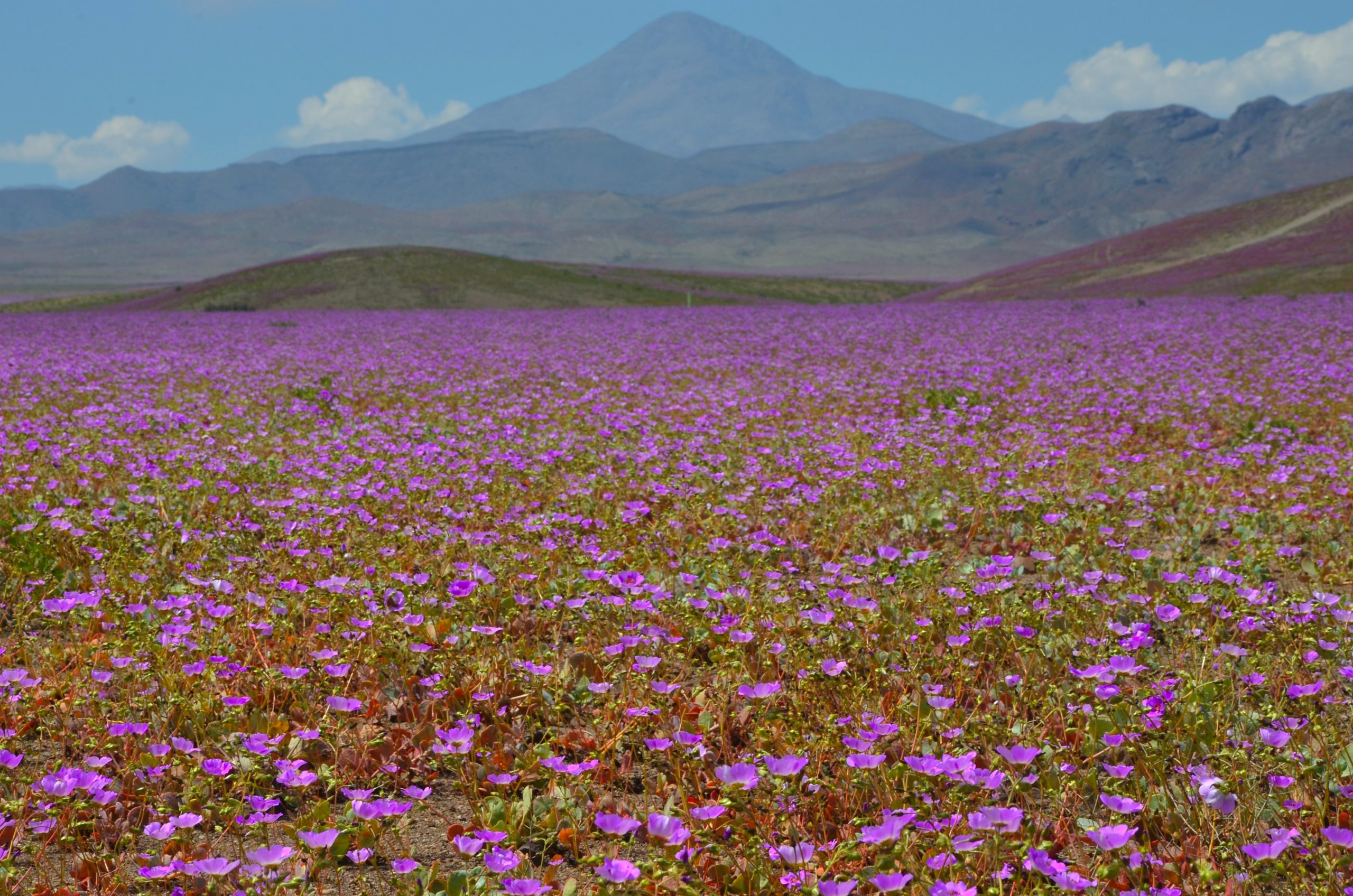 Nahuelbuta National Park