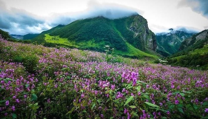 Shingba Rhododendron Sanctuary, Sikkim