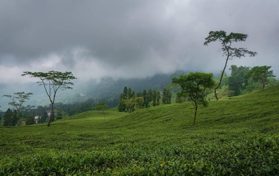 Tinchuley, Darjeeling