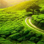 tea gardens in india