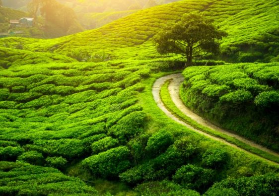 tea gardens in india